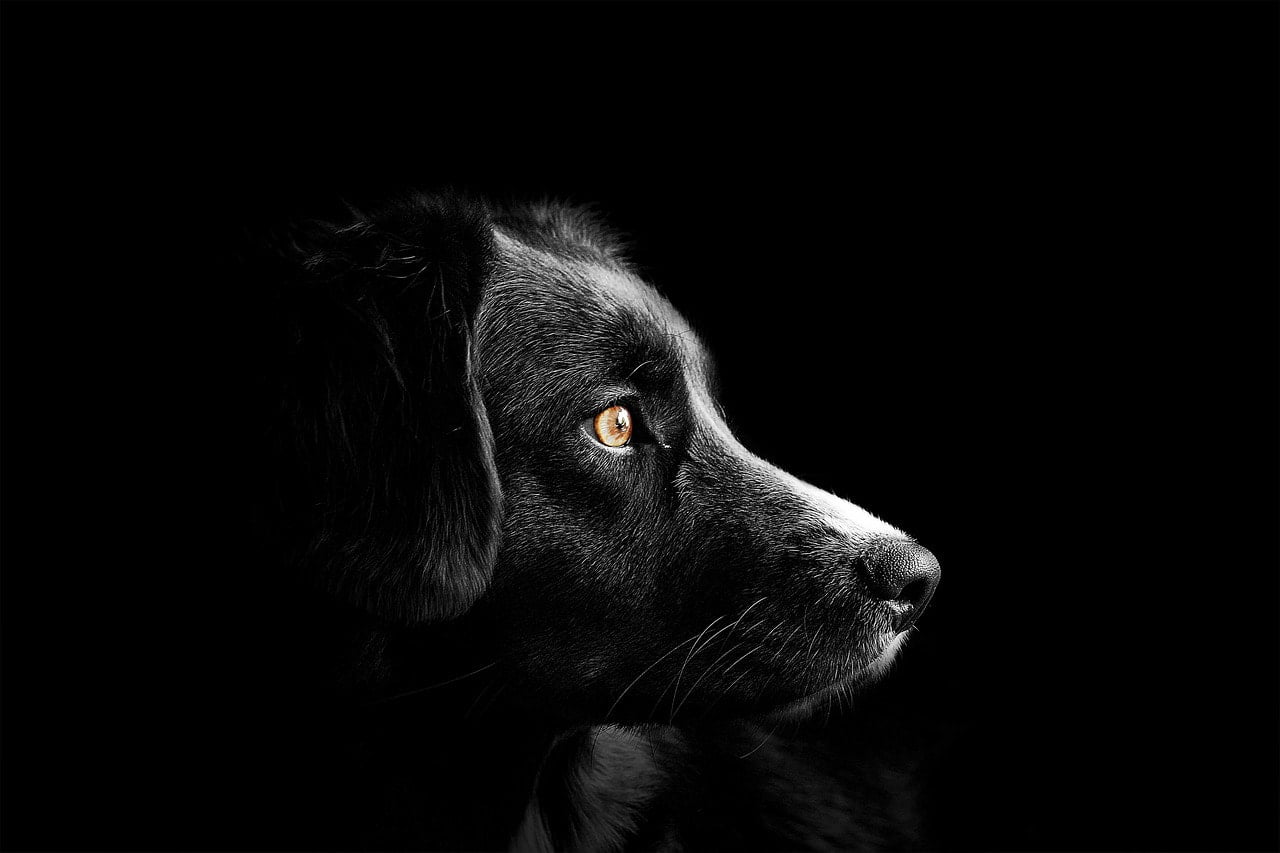 animal-4118585_1280-2