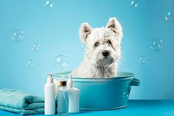 cute grooming dog